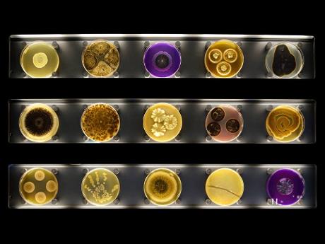 Photo ARTIS-Micropia in Amsterdam, View, Museums & galleries
