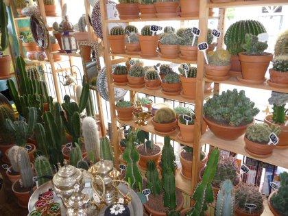 Photo Danny De Cactus in Rotterdam, Shopping, Buy gifts, Buy home accessories - #1